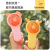 2022 New Factory Direct Sales Cartoon Handheld Charging Fan Belt Base Colorful Light