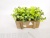 New Wooden Fence Basin with Pink Starry Bonsai Fake Flower Decoration Living Room Dining Room and So on