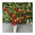 Emulational Fruit Pomegranate Home Decoration Berry Pomegranate Artificial Flower Photography Props Sample Pomegranate Fruit Branch