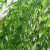 Simulation Fern Plants Green Plants Rattan Vine Wall Hanging Decoration Plastic Wickers 5 Fork Willow Leaf Rattan Wicker