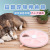 Amazon New Pet Slow Feeding Bowl Dog Bowl Food Basin Anti-Tumble Rice Basin Fun Slow Feeding Bowl Supplies
