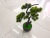 New Imitative Tree Black Plastic Basin Welcome Pine Bonsai Decoration Living Room Dining Room and So on