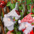Frangsa Christmas Decorations Plush Christmas Stockings Creative Rudolph Gift Socks Faceless Elderly Candy Bag Pendant
