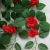 Artificial Rose Vine Rose Vine Fake Flower Rattan Air Conditioning Pipe Decoration Flower Vine Winding Plastic Flowers Wall Hanging