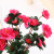 Simulation Azalea Wedding Artificial Flower Wall Road Lead Flower Shooting Props Hotel Decoration Wedding Hall Ceiling Silk Bouquet