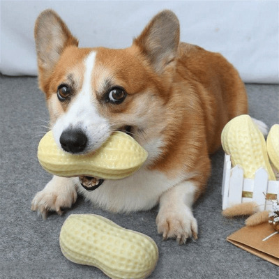 Pet Dog Sound Toy Peanut Relieving Stuffy Artifact Molar Long Lasting Corgi Teddy Shiba Inu Small Dog Toy Ball