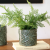 Modern Ceramic Column Body-Sh Artistic Personalized Flower Pot Plant Green Radish Flower Succulent Pot Simple Flower Pot