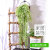 Artificial Jinzhongliu Wall Hanging Plant Orchid Hanging Living Room Wall Crane Flower Decorative Vine Plastic Fake Green Plants Fake Wall Hanging Basket