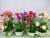 Fake/Artificial Flower Flower Plastic Green Plant Decorations Living Room Home Dining Table Decoration Small Bonsai Ornaments