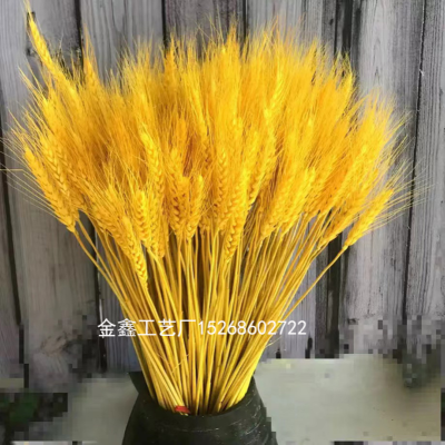 100pcs Dried Wheats Bunch Symbolize the Prosperity New Life Living Room Garden Wedding Hotel Decoration Hot