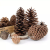 Natural Dried Plants Pine Cone Acorn Artificial Flower For DIY ChristmasScrapbooking Garland Wreath Wedding Decoration