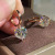 New Supply Four-Claw Copper Earrings Studded with Zircon European and American Popular Engagement Female Ear Rings