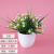 Nordic Ins Style Creative Artificial Flower Succulent Plant Green Plant Fake Pot Small Decoration Indoor Living Room Bonsai Decoration