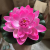 1 Pcs Floating Lotus Mixed Color Artificial Flower Lifelike Water Lily Micro Landscape for Wedding Pond Garden Fake Plan