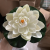 1 Pcs Floating Lotus Mixed Color Artificial Flower Lifelike Water Lily Micro Landscape for Wedding Pond Garden Fake Plan