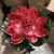 1 Pcs Floating Lotus Mixed Color Artificial Flower Lifelike Water Lily Micro Landscape for Wedding Pond Garden Fake Plan