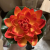 1 Pcs Floating Lotus Mixed Color Artificial Flower Lifelike Water Lily Micro Landscape for Wedding Pond Garden Fake Plan