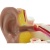 Qinghua Anatomical Ear Model 3 Times Teaching Aids Outer Middle Inner Ear Auditory System Organ Ear Structure Teaching Medicine