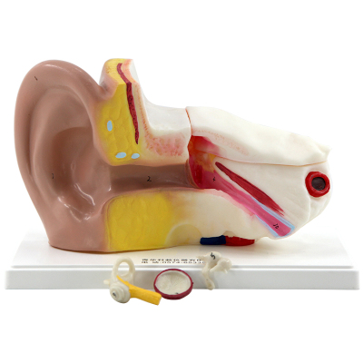 Qinghua Anatomical Ear Model 3 Times Teaching Aids Outer Middle Inner Ear Auditory System Organ Ear Structure Teaching Medicine