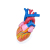 Qinghua Heart Anatomy Model Human Organ Biology Teaching Demonstration Medical Explanation 5 Or 6 Times
