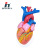 Qinghua Heart Anatomy Model Human Organ Biology Teaching Demonstration Medical Explanation 5 Or 6 Times