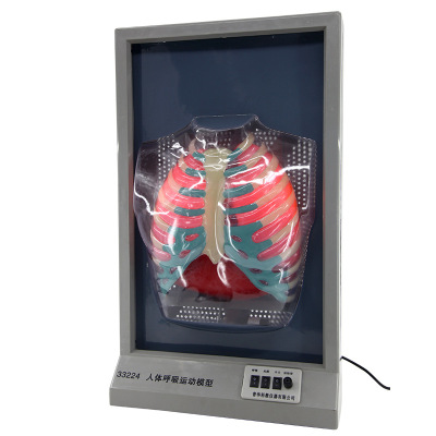 Human Breathing Movement Model Human Heart and Lung Model Human Body Model Breathing Model