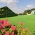 Specializing in the production of outdoor landscape grass, football grass0266