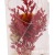 Birthday and Holiday Eternal Dried Flower Wishing Bottle LED Lamp Decoration