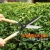 Wooden Handle Lawn Shears Garden Pruning Shears Tea Flowers and Trees Green Hedge Pruning Shear Household Scissors Grass Tools