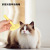 Cross-Border Pet Supplies Cat Comb Beauty Hair Removal Mini Napping Needle Comb Pet Cat Dog Comb Wholesale