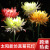 Factory Direct Solar Floor Outlet Chrysanthemum Lamp Outdoor LED Artificial Flower Floor Outlet Garden Lawn Garden Lamp