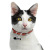 Amazon New Cat Brand Collar Accessories Turkish Angora Collar Listing Pet Supplies Pet Fishbone Hanging Ornaments