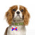 New Bone ID Tag Pet Decorations Pet Dog Tag Pet Decorations Accessories Laser Anti-Lost Nameplate