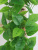 Simulation Rattan Scindapsus Aureus Leaves Decorative Fake Leaves Vine Plastic Ceiling HANAFUJI Water Pipe Covering Air Conditioning Green Leaf Flower