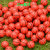 32 Elastic Ball Printing Ball Gashapon Machine Jumping Ball Rubber Basketball Factory Direct Sales