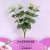 Fake Flower Fake Leaves Green Plant Sweet Potato Leaf Wedding Celebration Decoration Round Leaf Simulation Plant Zamioculcas Leaves Eucalyptus Leaf