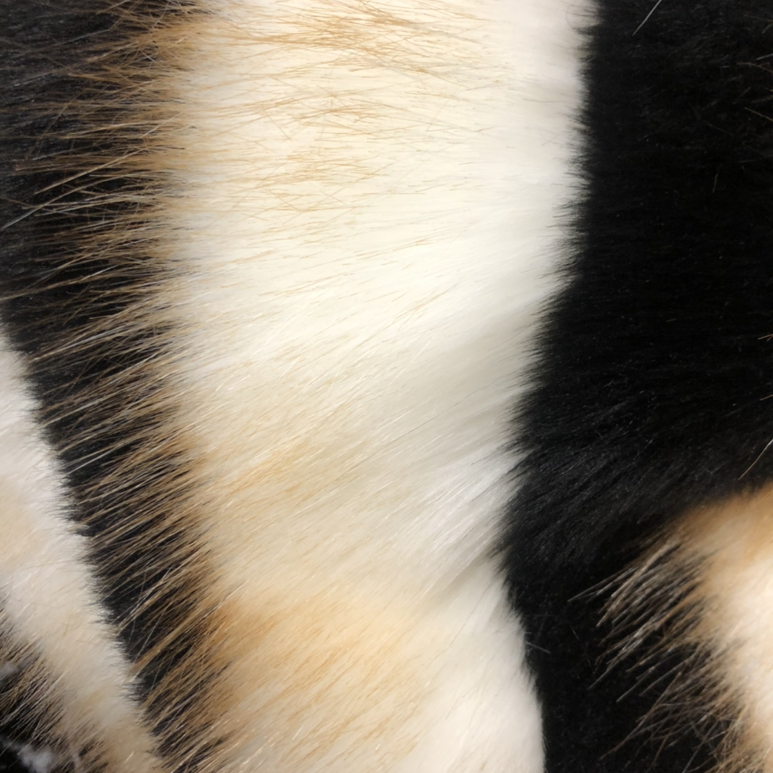 黑白条提花染棕尖