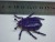 Low Price Supply Beetle Model, Science and Education Supplies, Plastic Toys