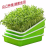 Sprout Dish Sprout Dish Seedling Tray Planting Pot Sprout Pot Soilless Cultivation Hydroponic Bobbin Paper Top Vegetable Seedling Tray