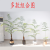 Artificial Golden Silk Fern  Bonsai Decoration Green Plant Artificial Living Room Kinds Of Floor Hair Monkey Head Fish