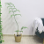 Artificial Golden Silk Fern  Bonsai Decoration Green Plant Artificial Living Room Kinds Of Floor Hair Monkey Head Fish