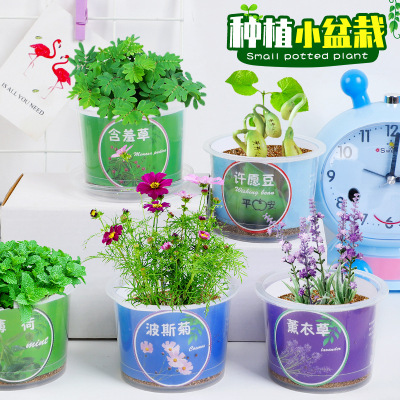 Student Bonsai Greenery Four Seasons Supportable Office Desk Surface Panel Decoration Flower Kindergarten Men and Women Prize Gift Wholesale