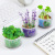 Student Bonsai Greenery Four Seasons Supportable Office Desk Surface Panel Decoration Flower Kindergarten Men and Women Prize Gift Wholesale