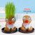Toothed Burclover Doll Small Pot Plant Plant Watering with Long Grass on Head Mini Green Plant Kindergarten Children Planting Wholesale