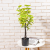 Amazon Indoor Coffee Table Table Decorative Ornament Small Pot Plant Simulation Lemon Douban Bonsai Plastic Fake Trees