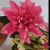 Factory Direct Sales Practical Simulation Plastic Flowers 5 Heads Dahlia Shooting Props Indoor and Outdoor Decoration DIY Flower Arrangement