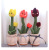 Cross-Border Electric Toys Wholesale Enchanting Flower Tulip Flowers Dancing Singing Recording Talking Home Decoration