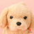 Plush Electric Puppy Simulation Pet Dog Walking Poodle Children Amazon Cross-Border Call the Toy Dog