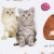 Creative Simulation Kitty Wall Stickers Pet Shop Cat Animal Decorative Stickers Bedroom Home Self-Adhesive Stickers Wallpaper