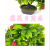 Artificial/Fake Flower Bonsai Plastic Basin Green Plant Various Fruits Daily Furnishings Ornaments